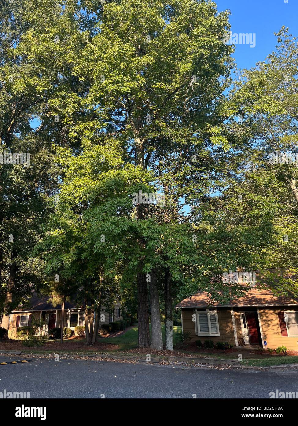 Scenic Nature Landscape Near Charlotte with Trees and Sky - Smartphone Captured Stock Image