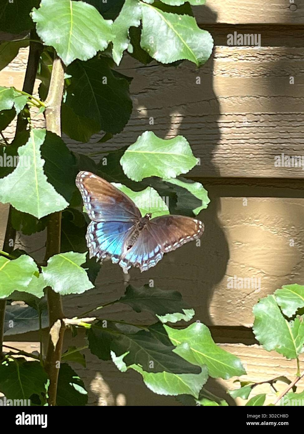 Blue-brown butterfly on a leaf against a wooden fence - Smartphone Captured Stock Image