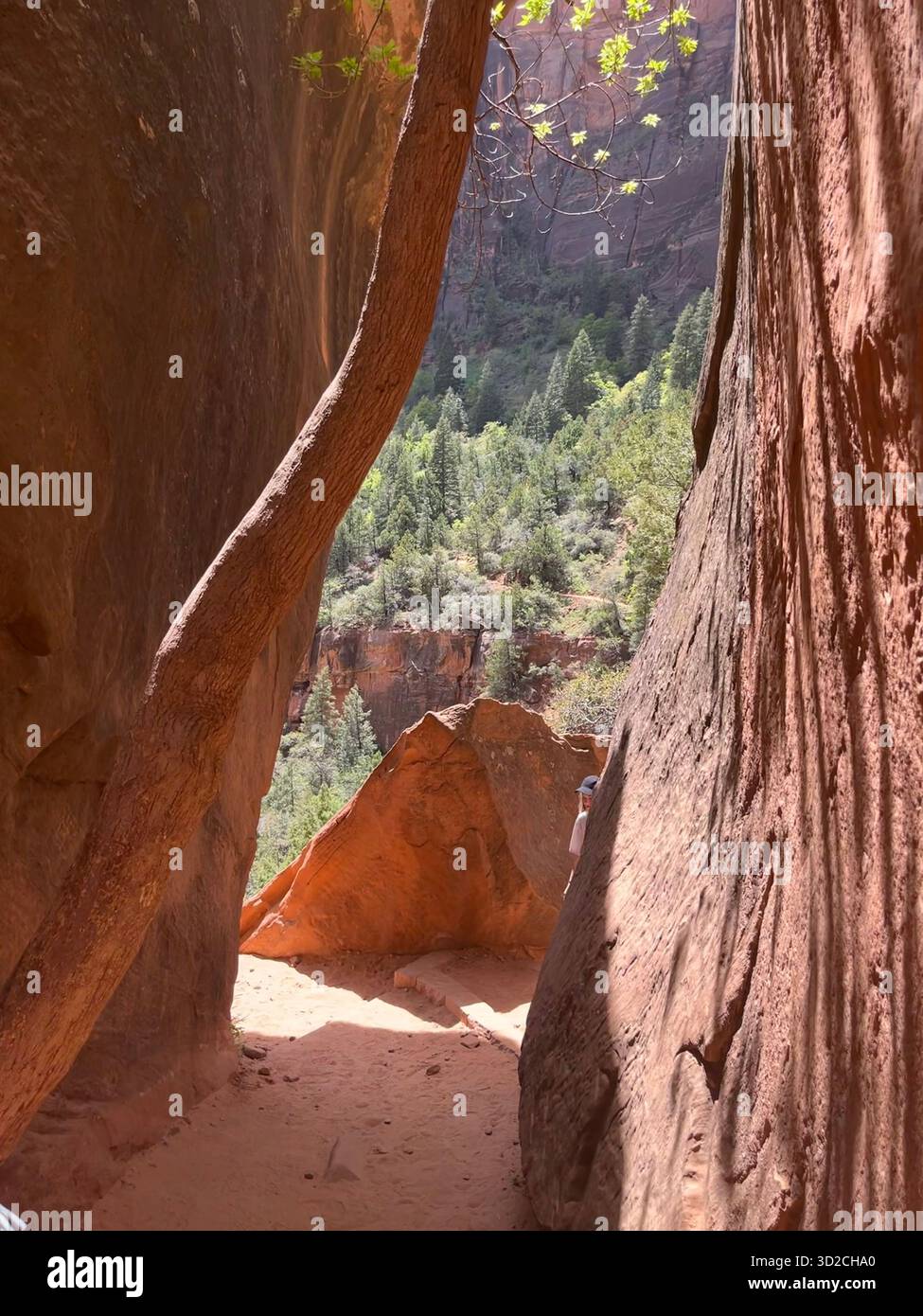 Mountain scenery and roads in Zion National Park, Utah, USA - Smartphone Captured Stock Image