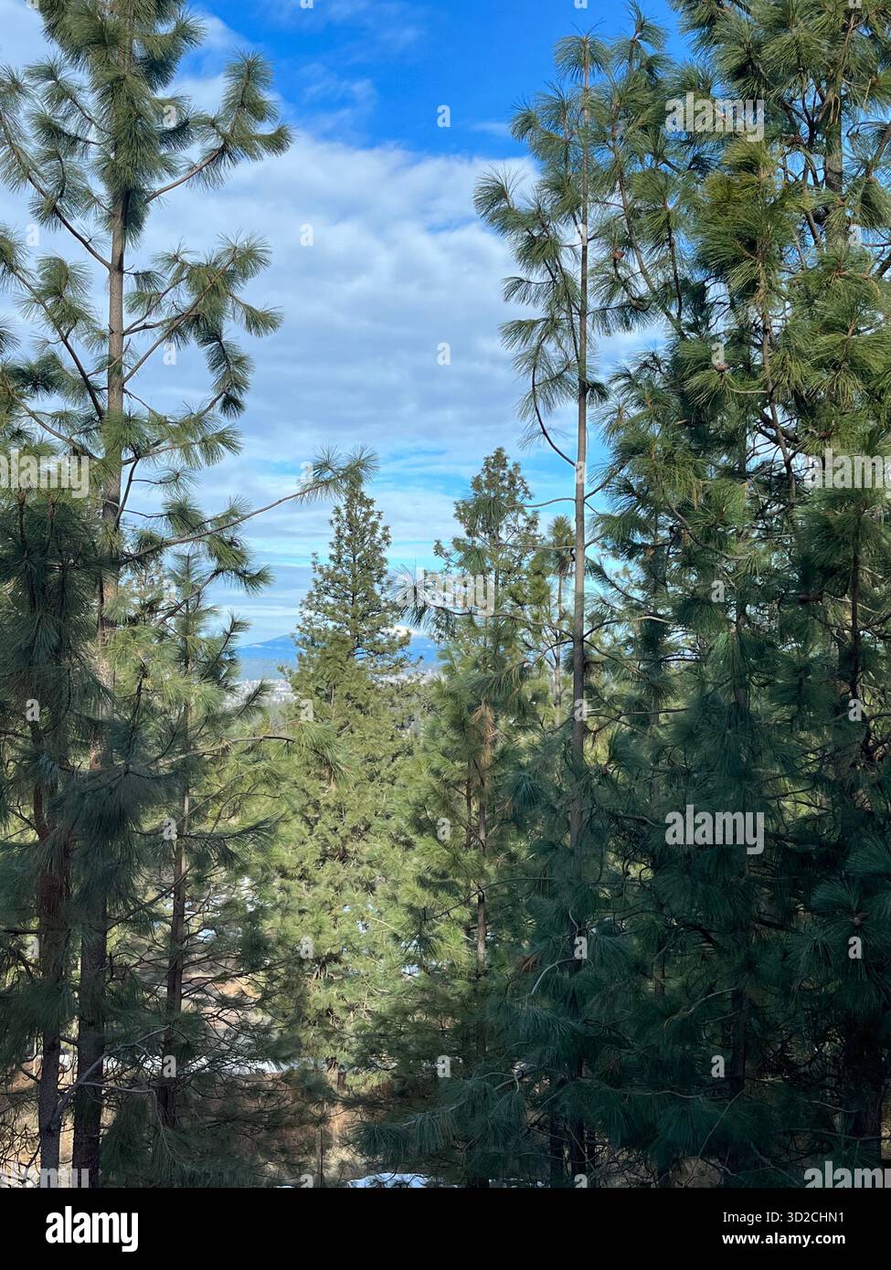 Rocky Idaho Mountains in Autumn Forest Under Sunny Sky - Smartphone Captured Stock Image