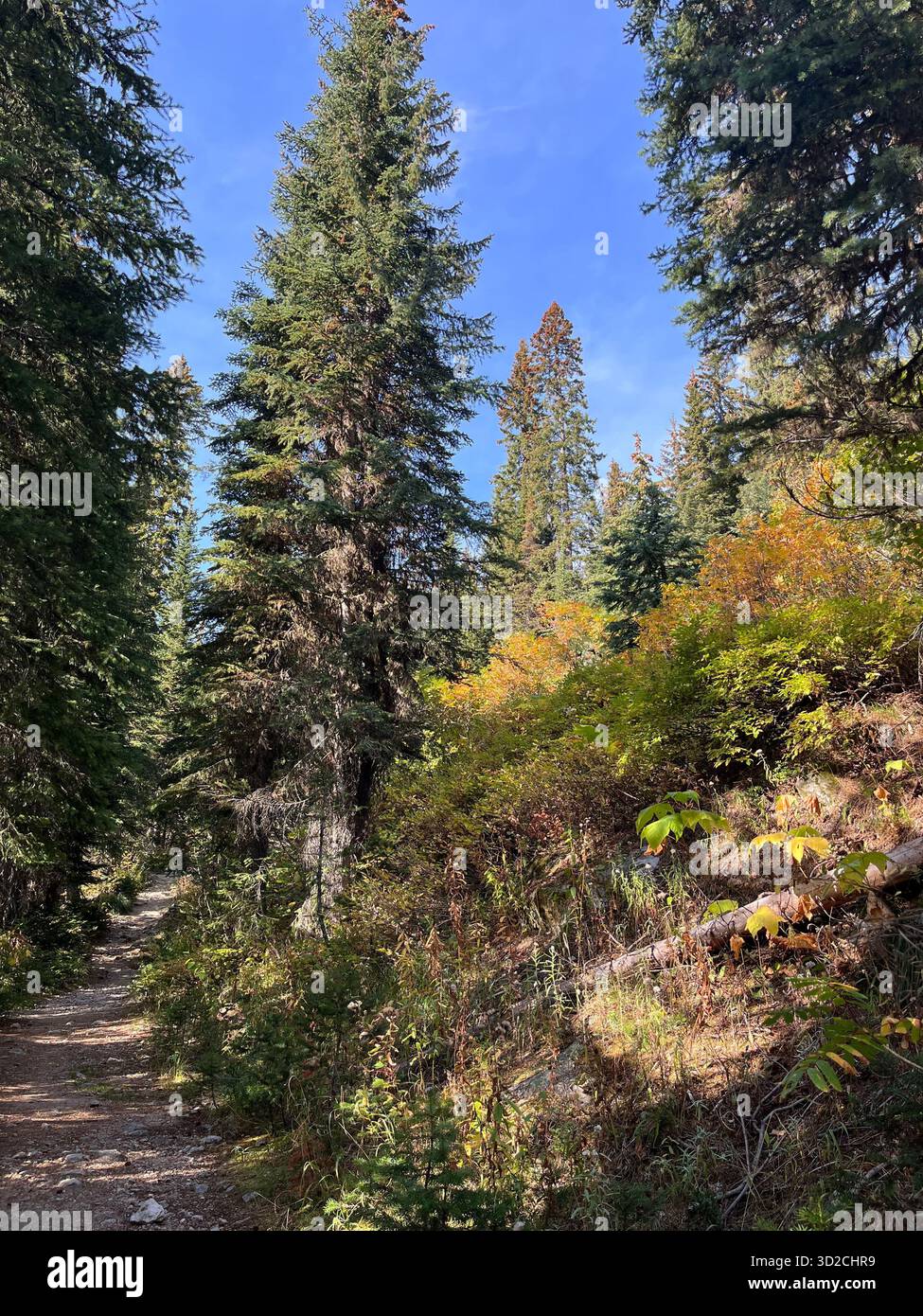 Rocky Idaho Mountains in Autumn Forest Under Sunny Sky - Smartphone Captured Stock Image