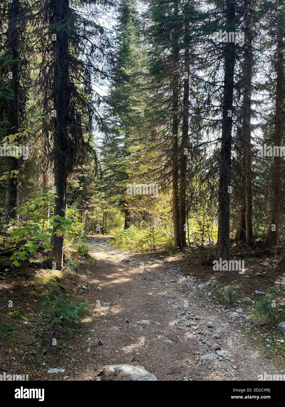 Rocky Idaho Mountains in Autumn Forest Under Sunny Sky - Smartphone Captured Stock Image