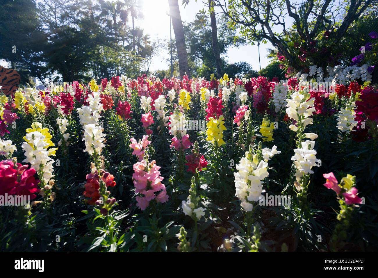 High-angle flower garden Multicolored Snapdragons Flower garden in a park in Chiang Mai, Thailand High-angle background image of various colored flowe Stock Photo