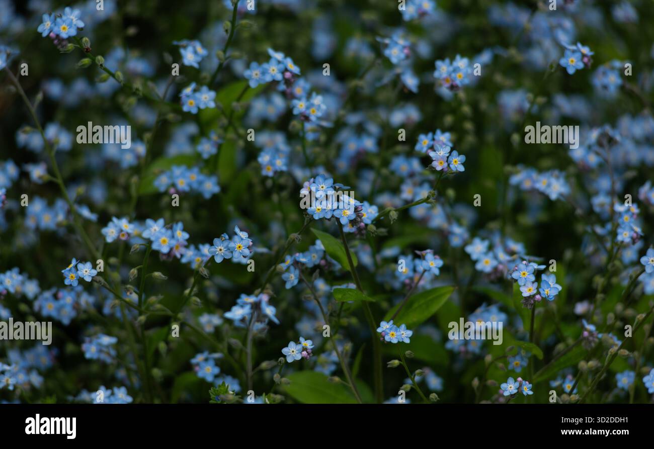 Me Blue Carpet of blue flowers of Forget-Me-Nots Stock Photo - Alamy
