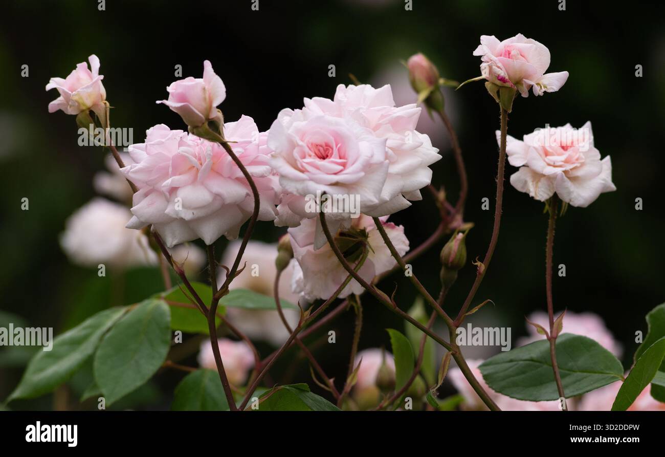 White roses Stock Photo