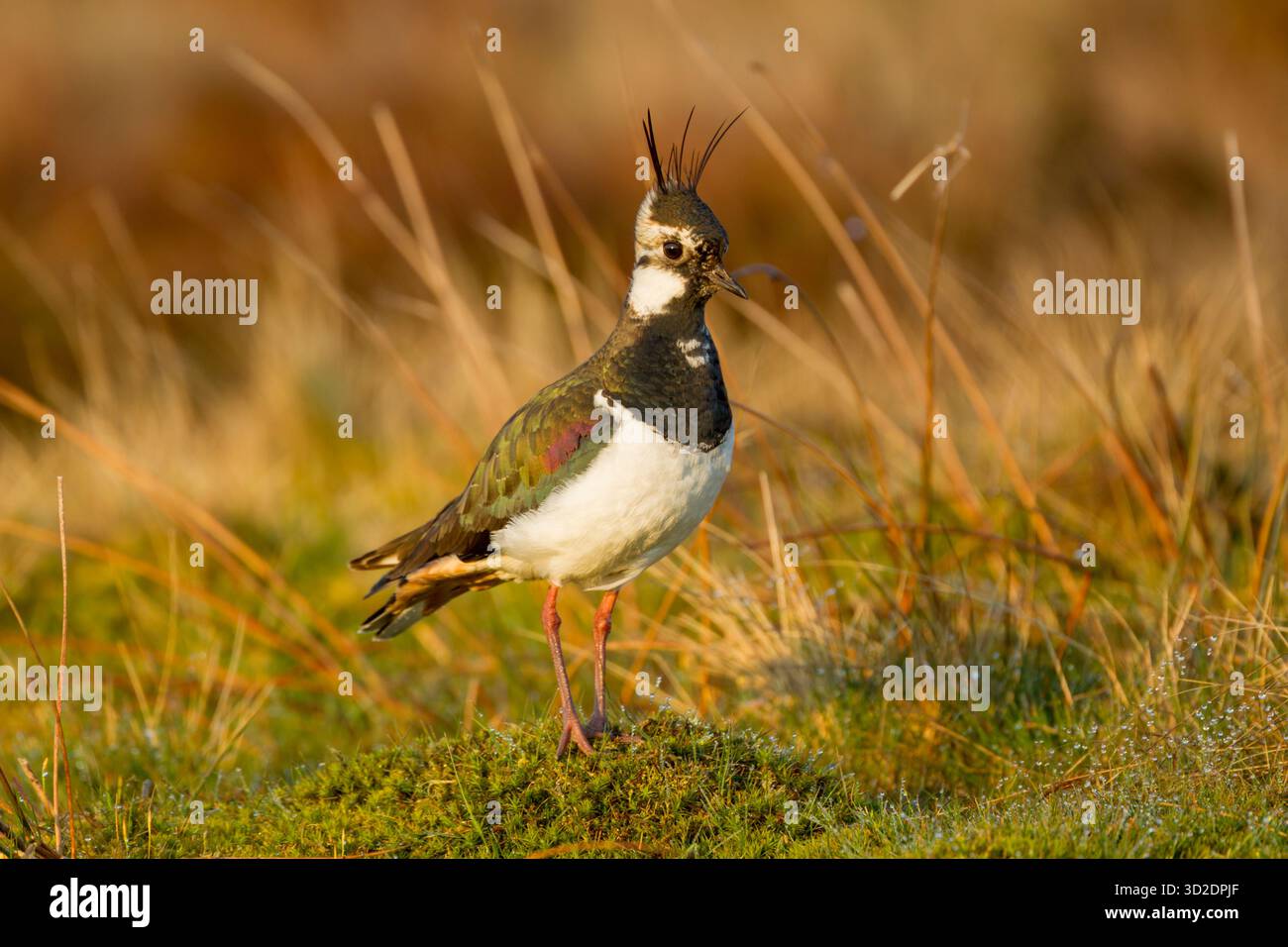 Northern lapwing (Vanellus vanellus) standing among wet rough grasses on open moorland showing irridescent colours in its plumage - Stock Image
