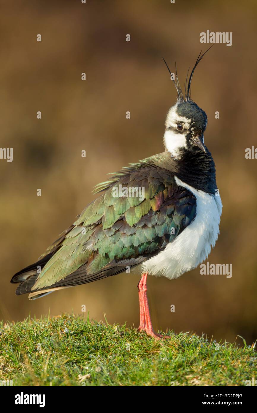 Northern lapwing (Vanellus vanellus) adult standing on top of a grassy hummock on open moorland showing irridescent colours in its plumage - Stock Image