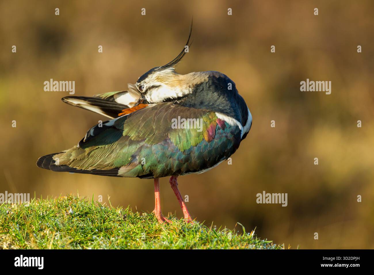 Northern lapwing (Vanellus vanellus) adult preening on top of a grassy hummock on open moorland showing irridescent colours in its plumage - Stock Image