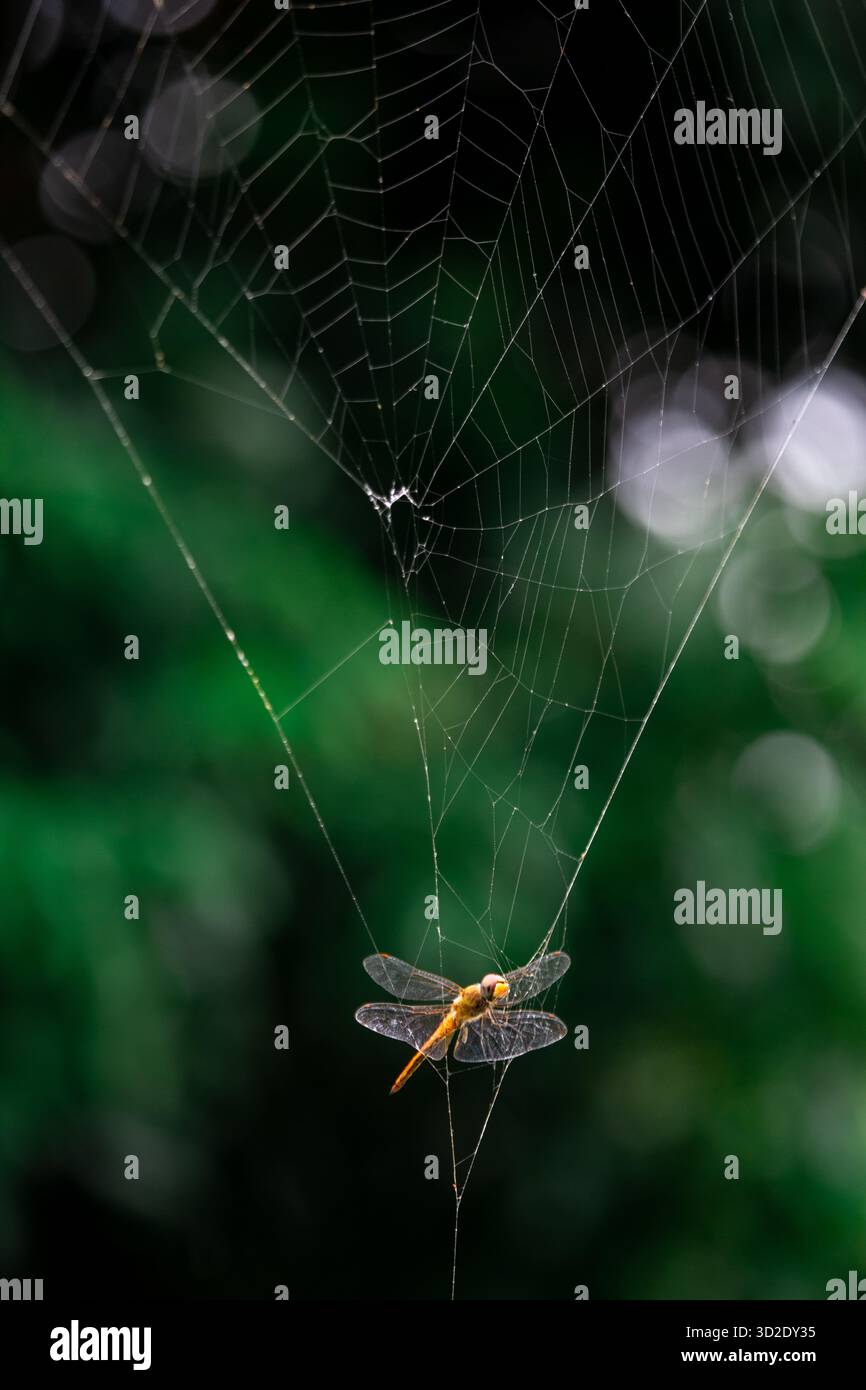 selective orange dragonfly caught in spider web natural background A ...