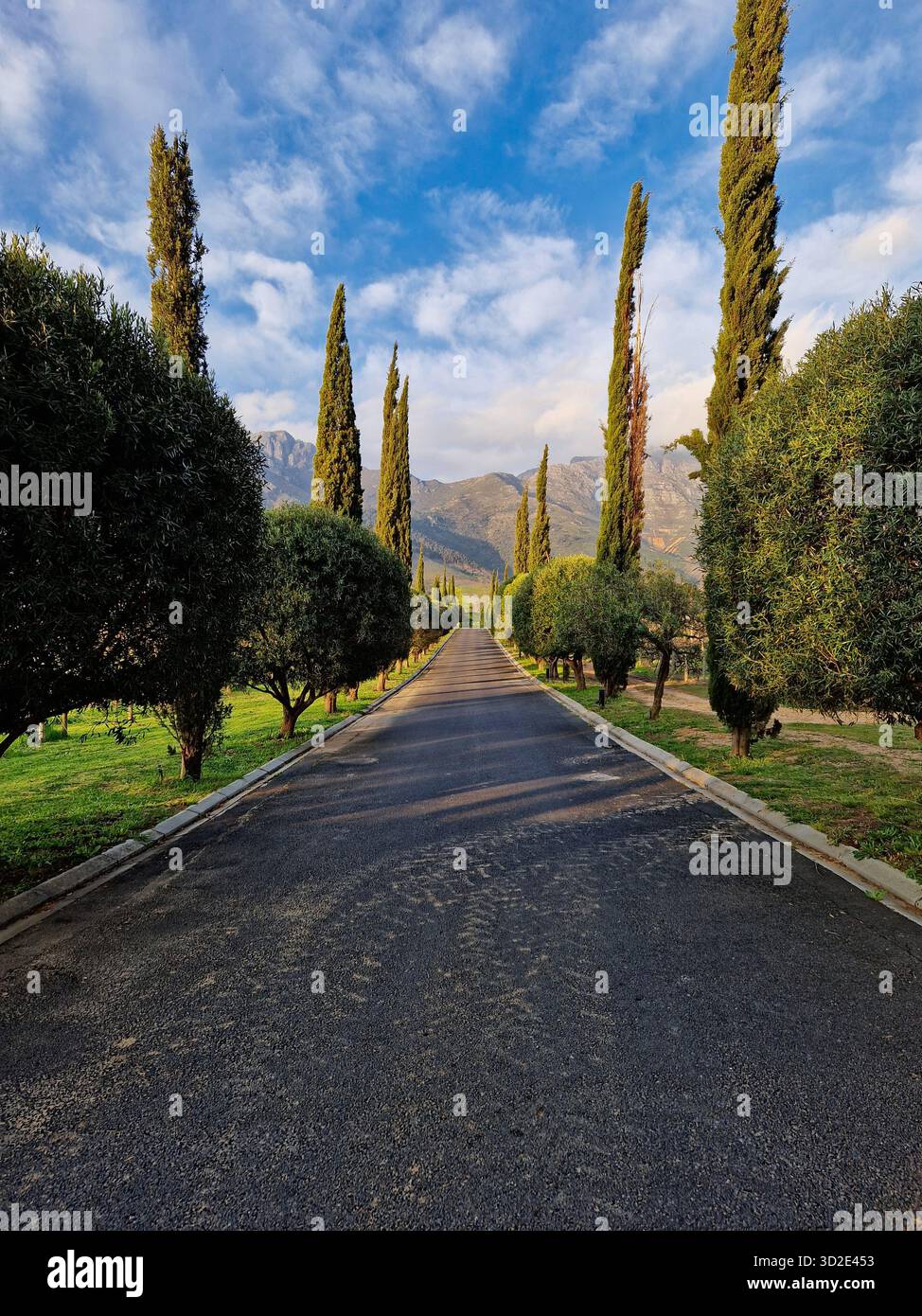 Elegant road leading to mountains in the Cape Winelands, Franschhoek, South Africa. - Smartphone Captured Stock Image