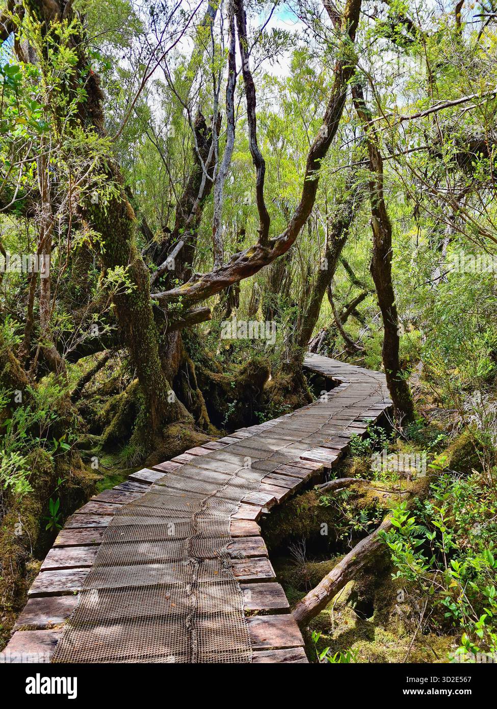 Journey through the green wilderness of Chiloé, Chile - Smartphone Captured Stock Image