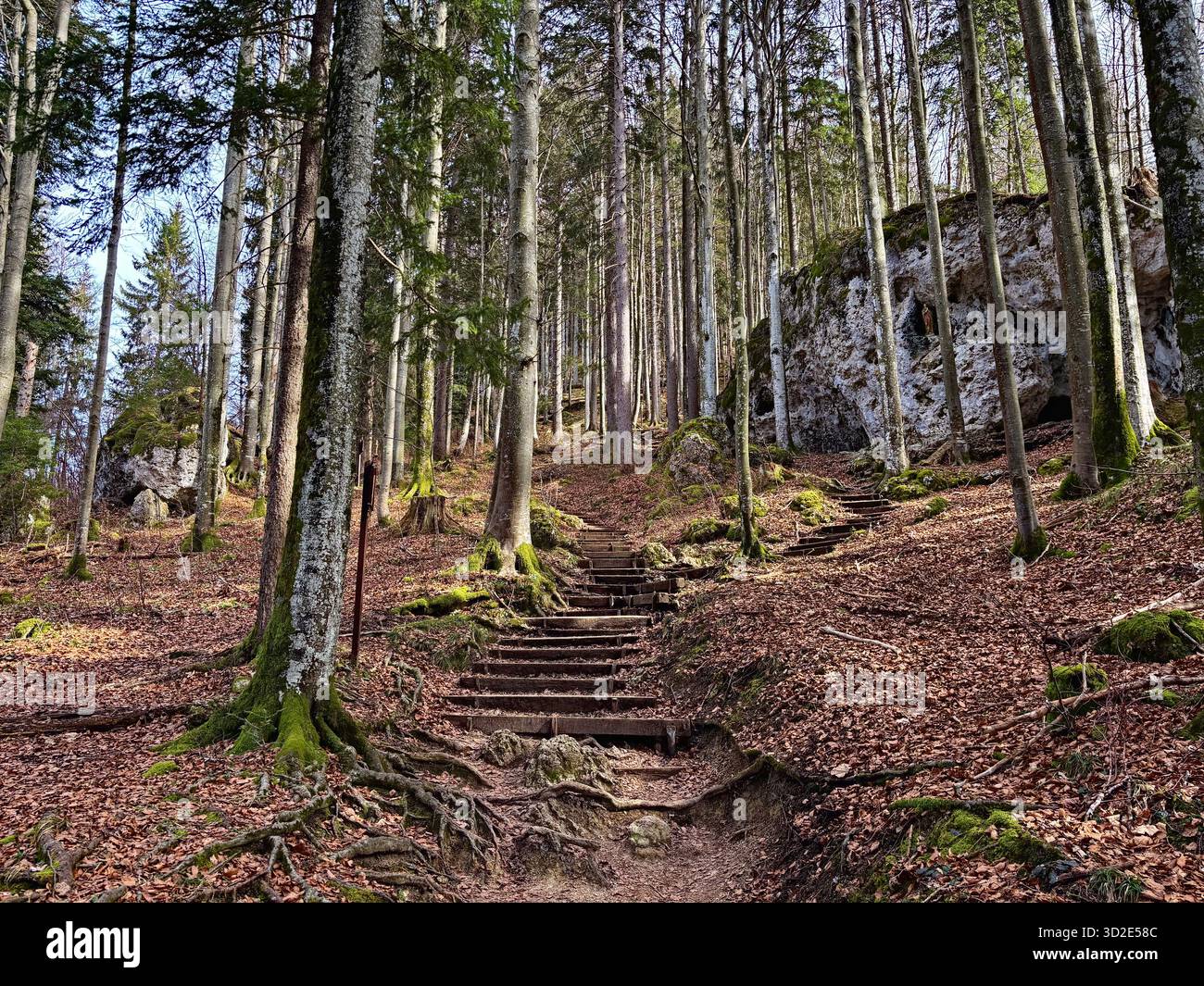 Nature trail with steps in the Bavarian Alps near Tegernsee, Germany. - Smartphone Captured Stock Image