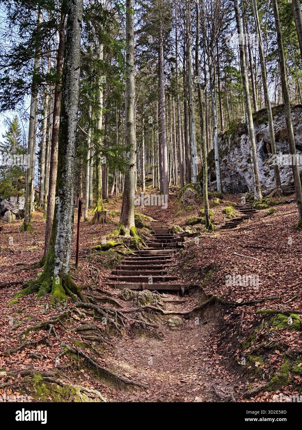 Forest path with steps leading up Riederstein at Lake Tegernsee, Bavaria, Germany. - Smartphone Captured Stock Image