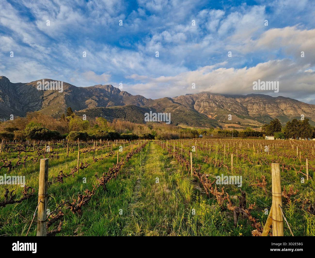 Sunset in Franschhoek on the Wine Tram Tour through Stellenbosch Wineyards, Cape Town. South Africa, Stock Photo - Smartphone Captured Stock Image