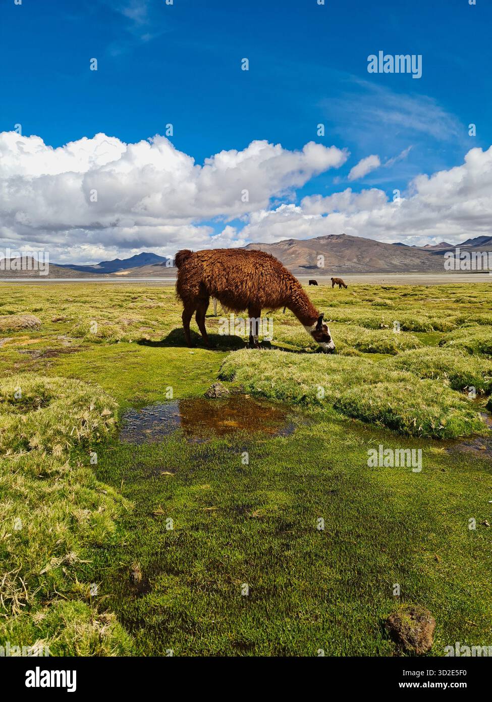 Brown llama grazing in a scenic mountain landscape in the Andes, Peru. - Smartphone Captured Stock Image