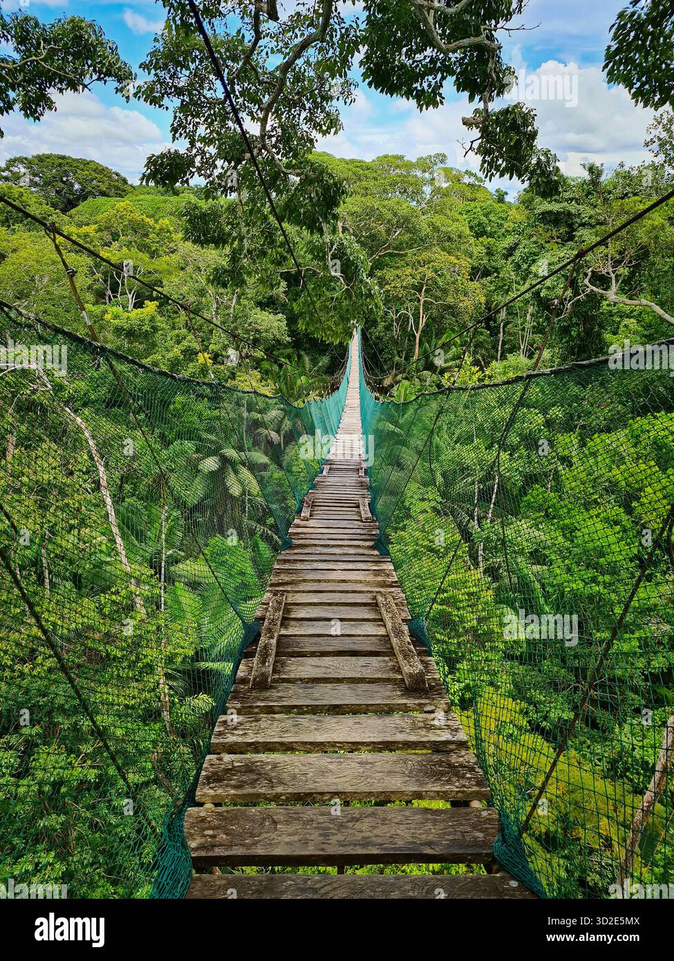 Adventure on a high canopy walk in the jungle near Puerto Maldonado, Peru. - Smartphone Captured Stock Image