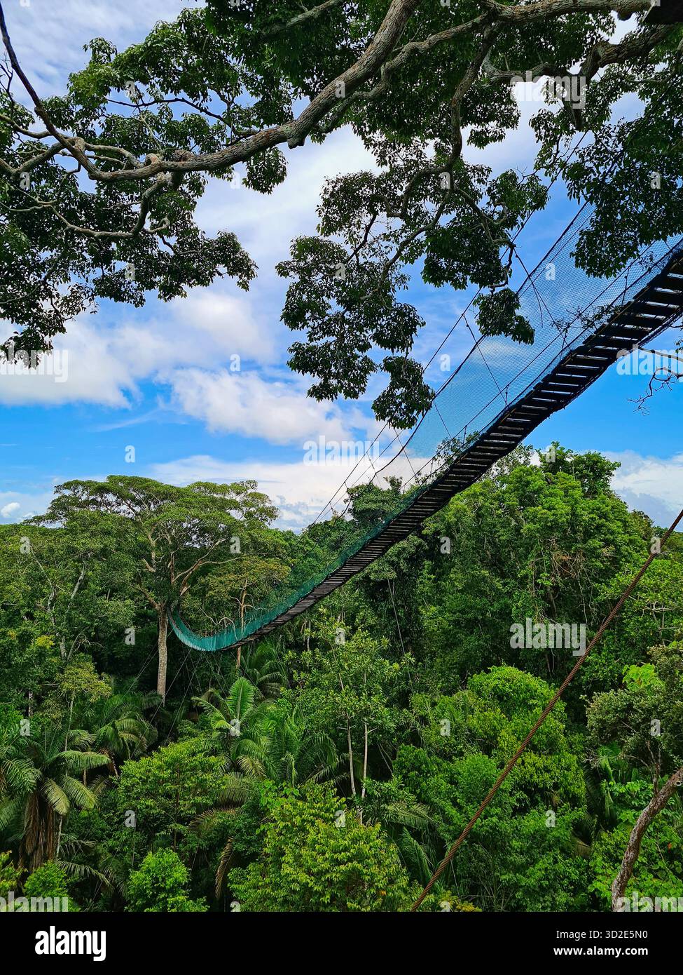Canopy walk suspension bridge in the Amazon Rainforest, Puerto Maldonado, Peru. - Smartphone Captured Stock Image