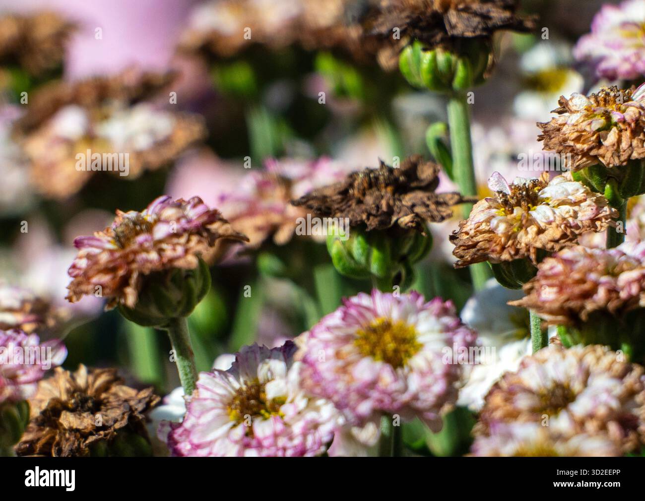 Strandja mountians Bulgaria; 1st November 2025; Warm start to November ...