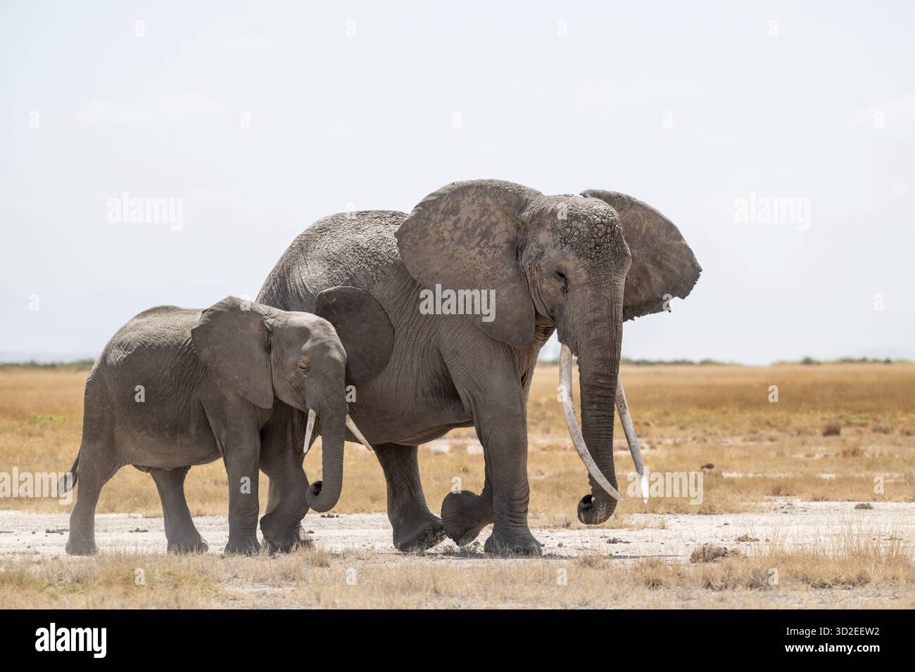 African elephants (Loxodonta africana), mother and young in dry savanna ...