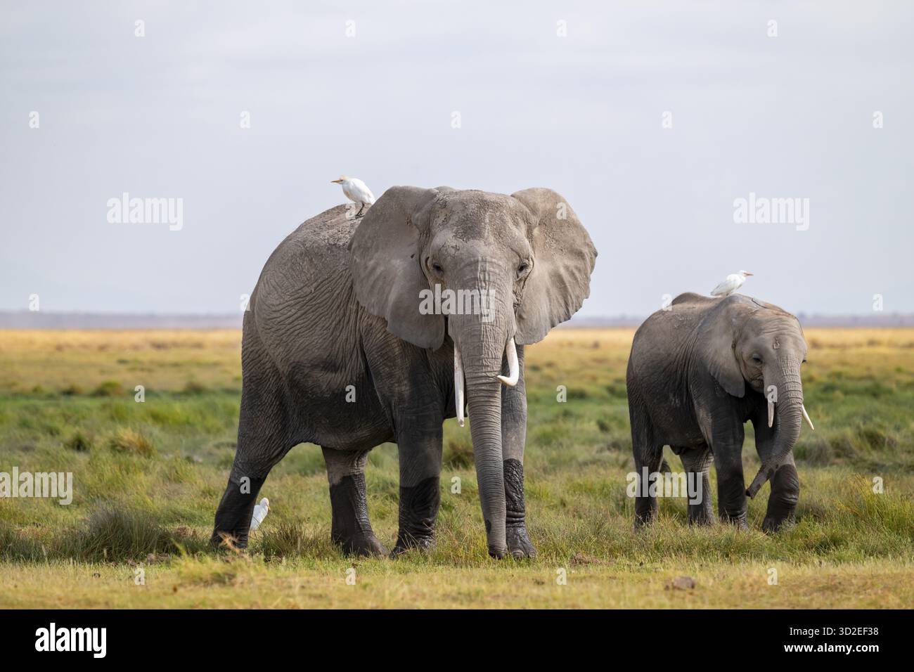 African elephant (Loxodonta africana), two animals in Longinye swamp ...