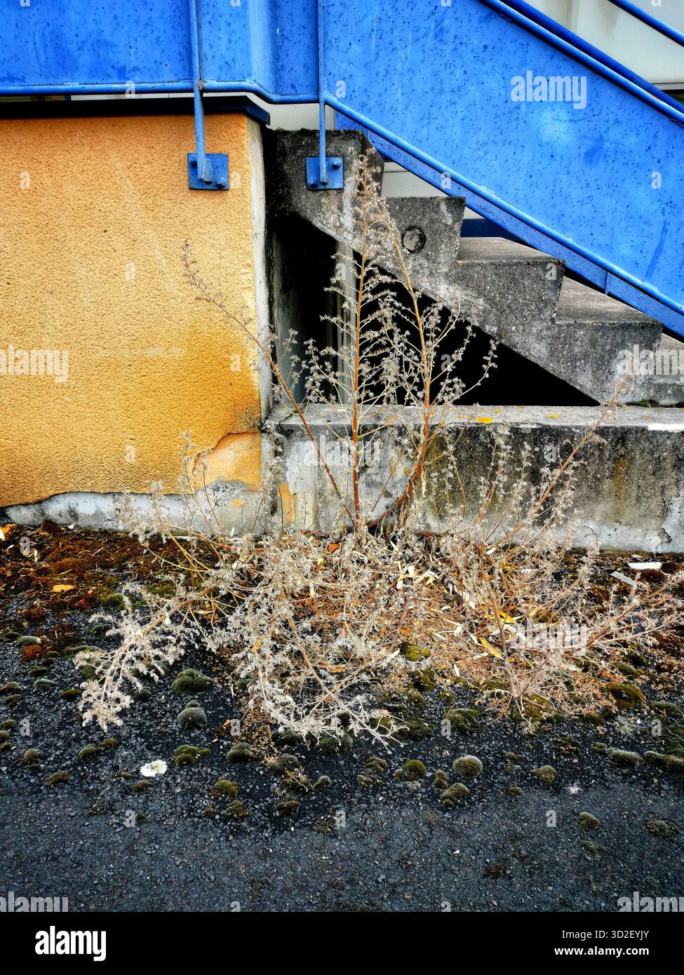 Weeds with dried leaves are prominently growing near a concrete staircase against a blue wall in an urban area. - Smartphone Captured Stock Image