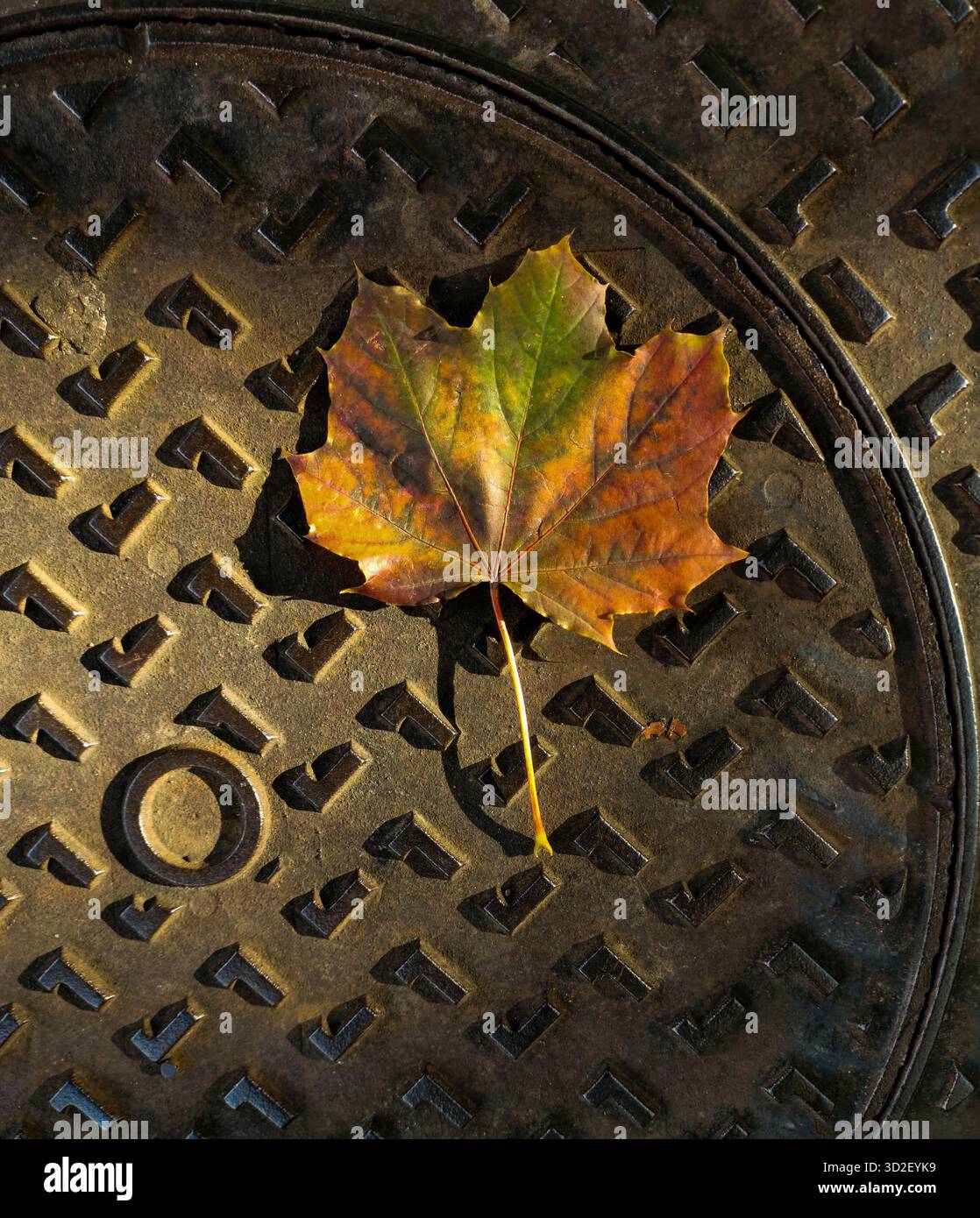 A fallen maple leaf, exhibiting hues of green, yellow, and orange, lies on a dark, patterned metal surface. - Smartphone Captured Stock Image