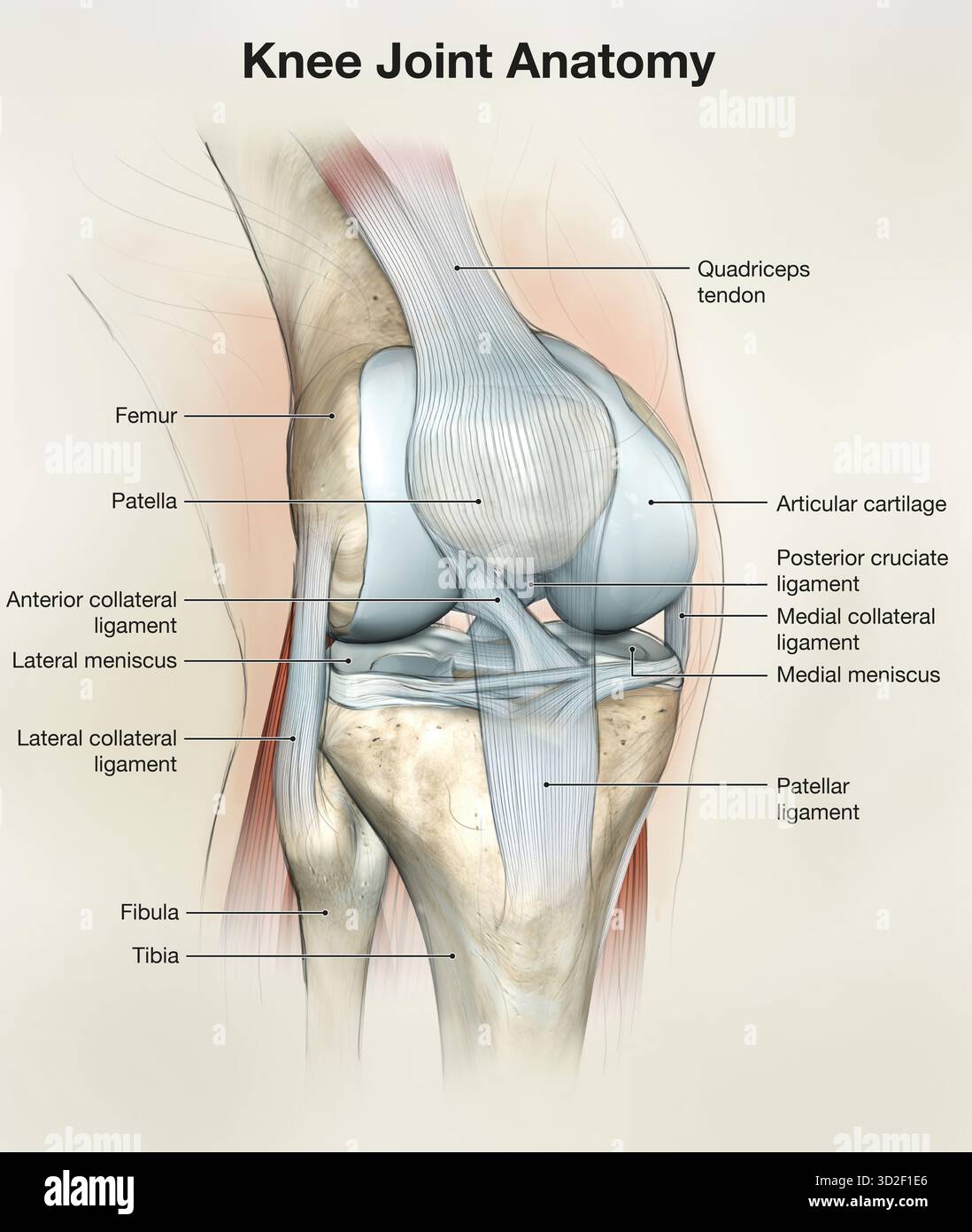 3D illustration showing bones and cartilage of a knee joint. Lateral ...