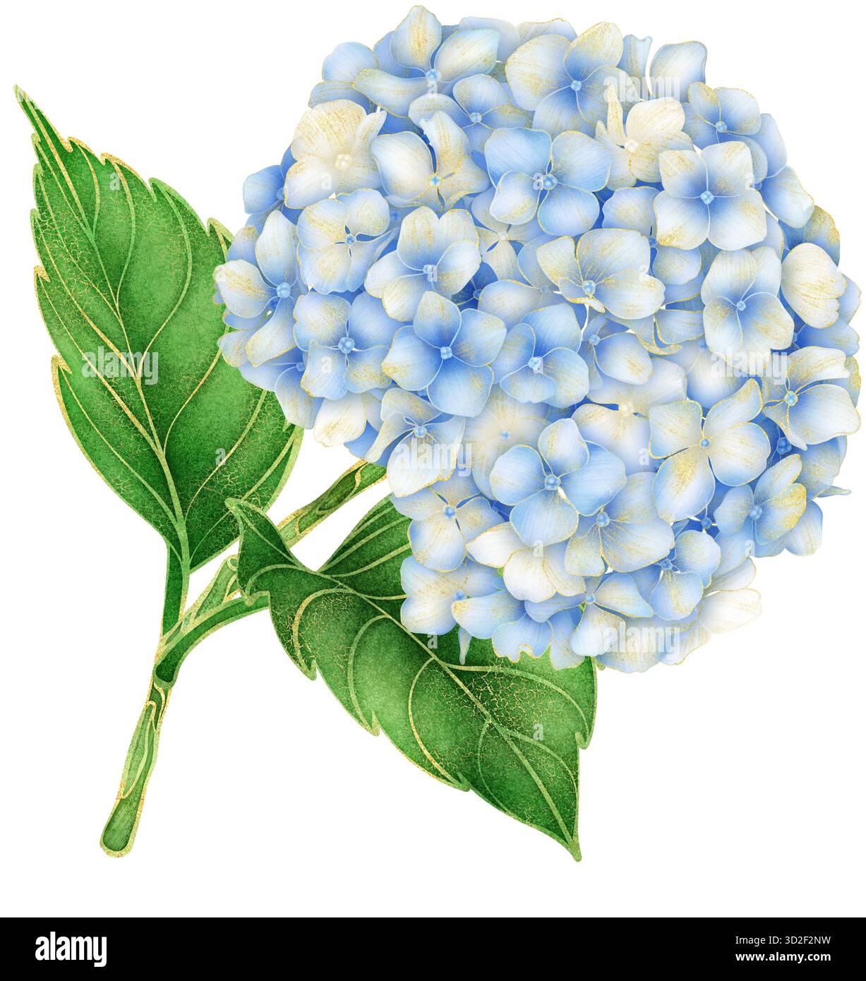 Watercolor blue hydrangea branch with gradient petals and gold outline ...
