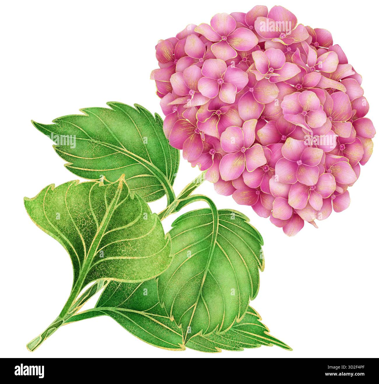 Watercolor hydrangea illustration with pink gradient petals, gold ...