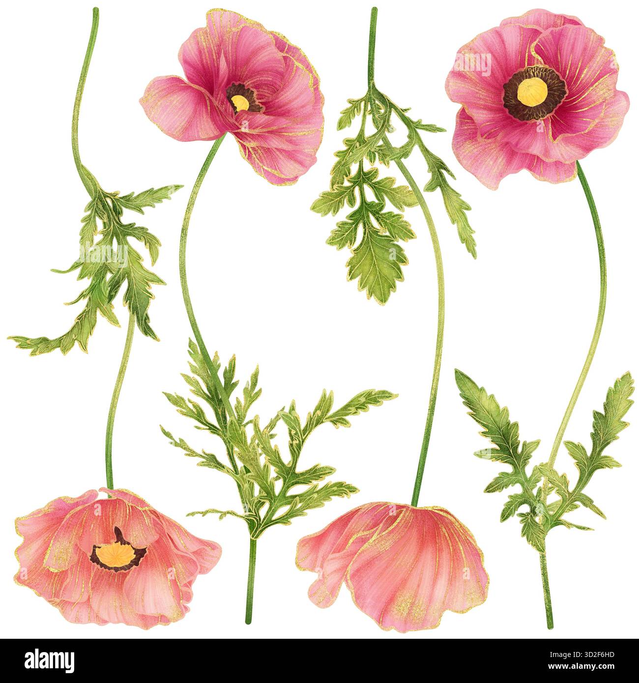 Poppy Makeup Soft pink poppy flower watercolor illustration with gold outline ...