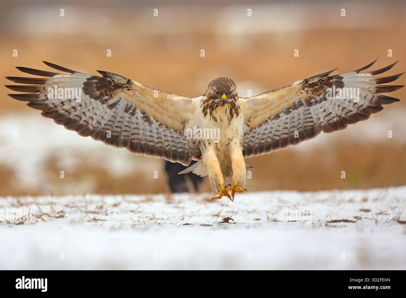 The common buzzard (Buteo buteo)[2] is a medium-to-large bird of prey ...