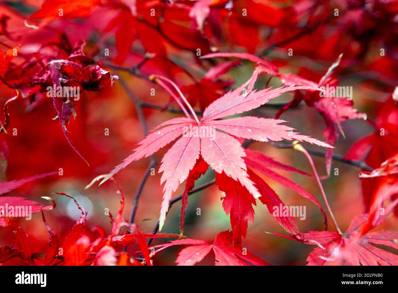 Acer palmatum momiji hi-res stock photography and images - Alamy