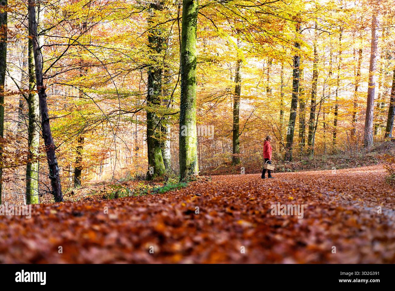 A woman in red goes harvesting along a path covered with leaves in autumn forest with a wicker basket with handle, Dolenjske toplice, Slovenia Stock Photo