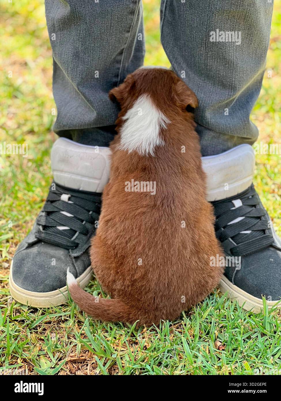 Loyal Border Collie Puppy Resting Between Owner's Feet Stock Photo