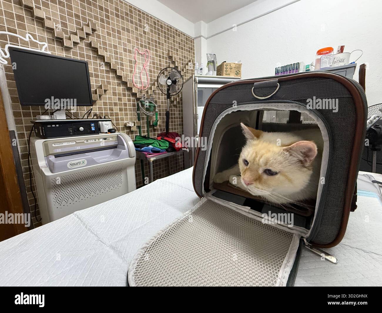 Cream-colored cat resting inside a pet carrier on a veterinarian examination table in a modern clinic room - Smartphone Captured Stock Image