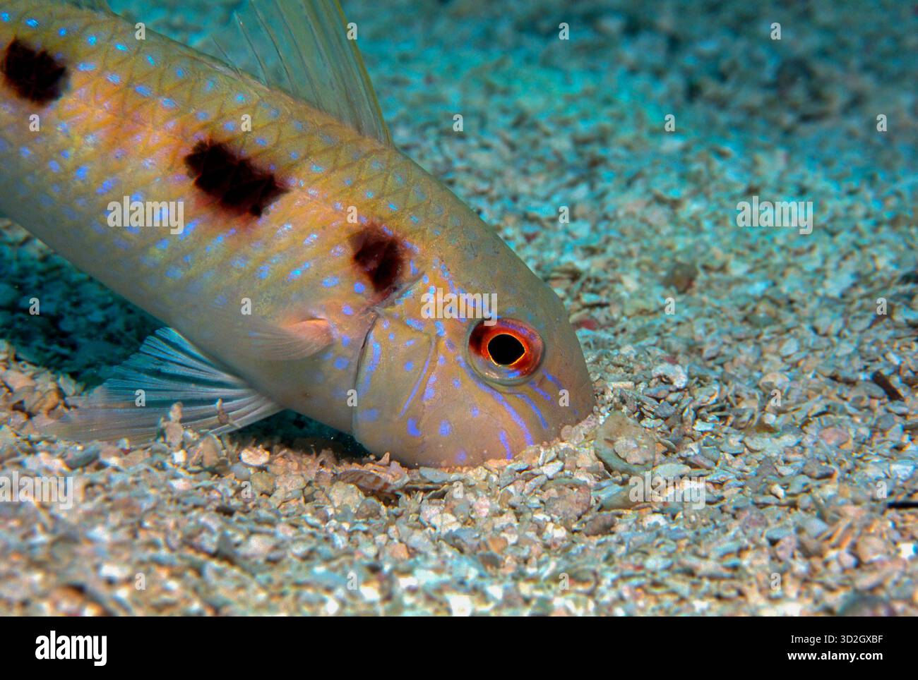 Goatfish forages coral rubble for food Stock Photo