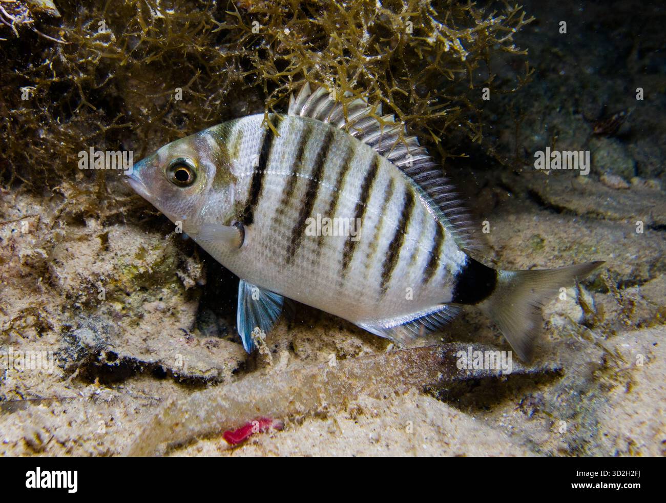 Striped sea bream Stock Photo