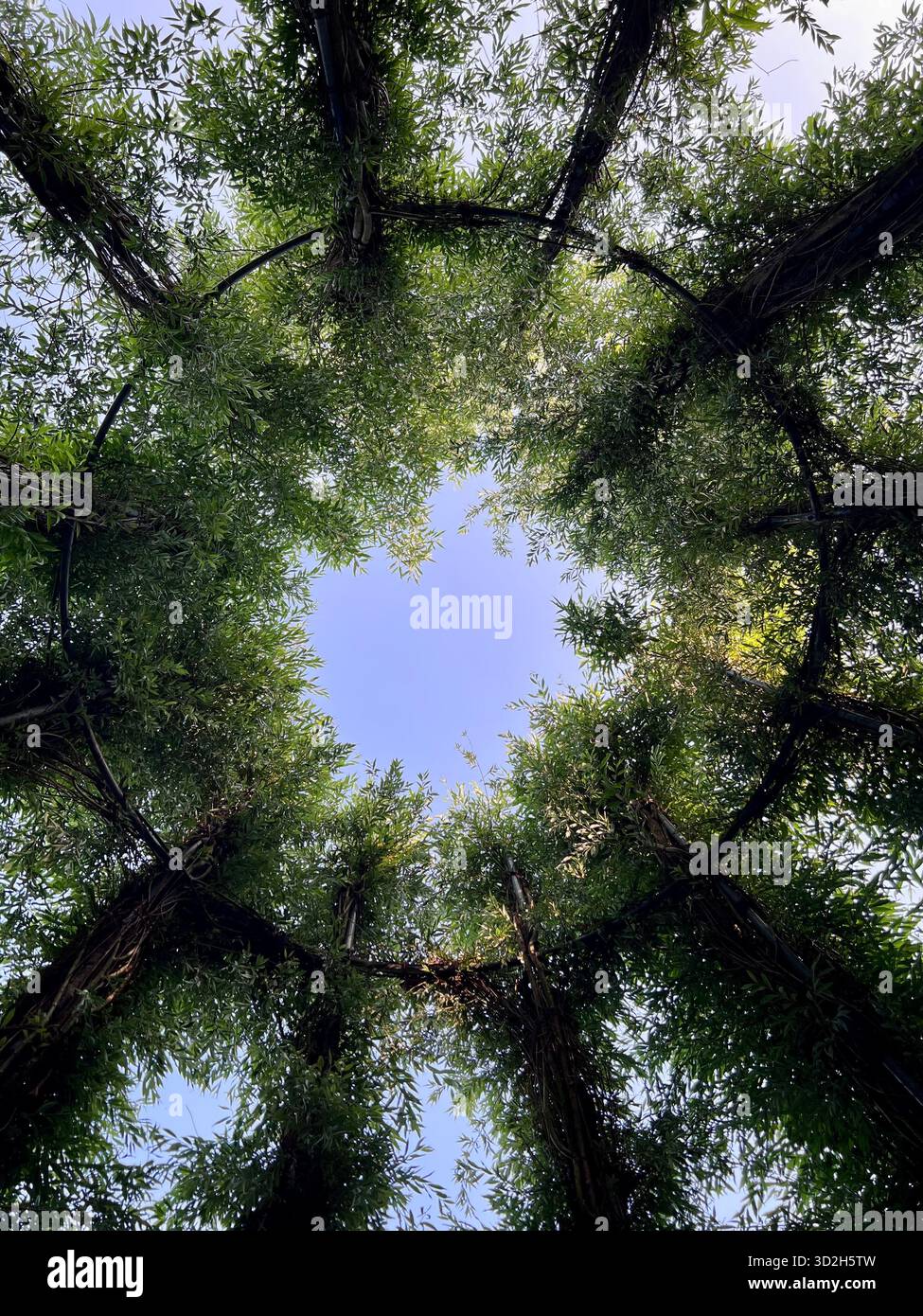 Natural background showing sunlight, greenery, and fresh air. - Smartphone Captured Stock Image