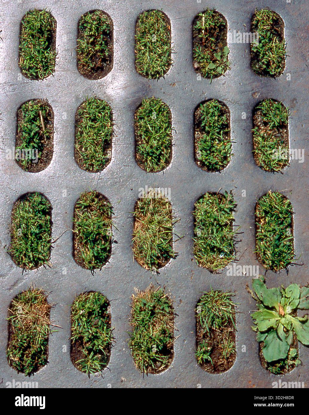 weeds growing through a metal grid Stock Photo