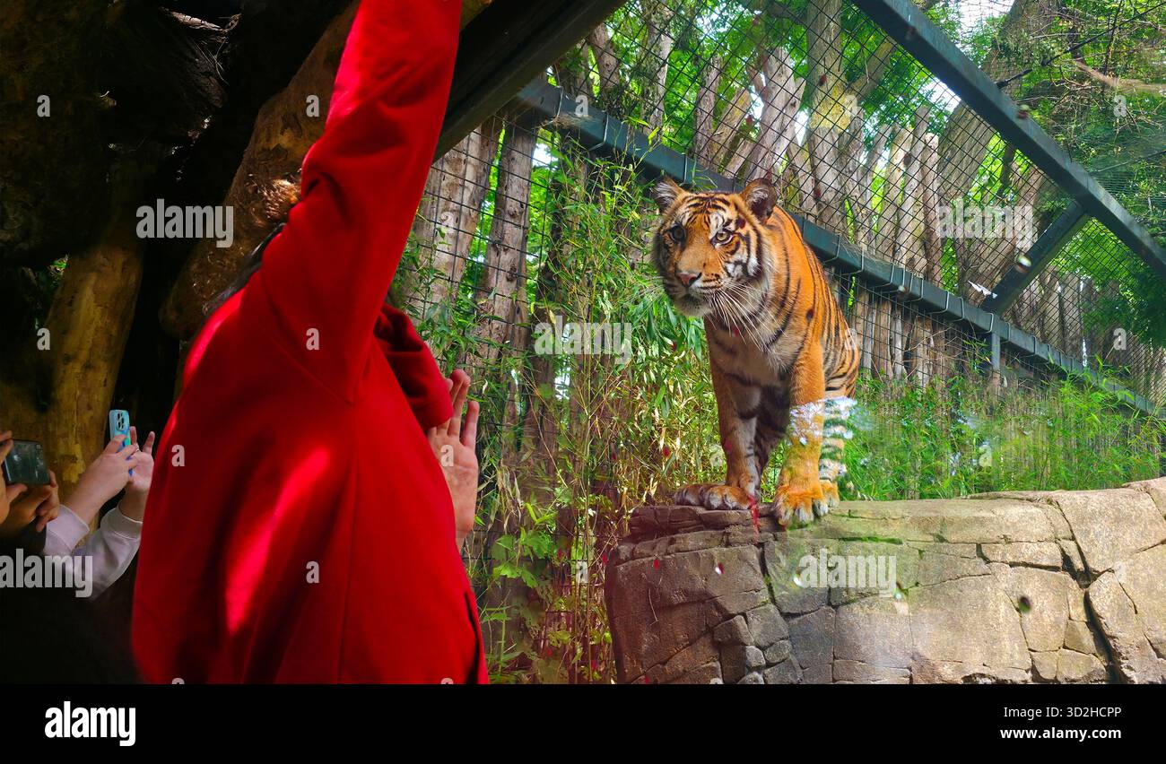 Berlin, Germany - June 27, 2025: . A majestic tiger in a zoo setting, with visitors capturing moments on their phones - Smartphone Captured Stock Image
