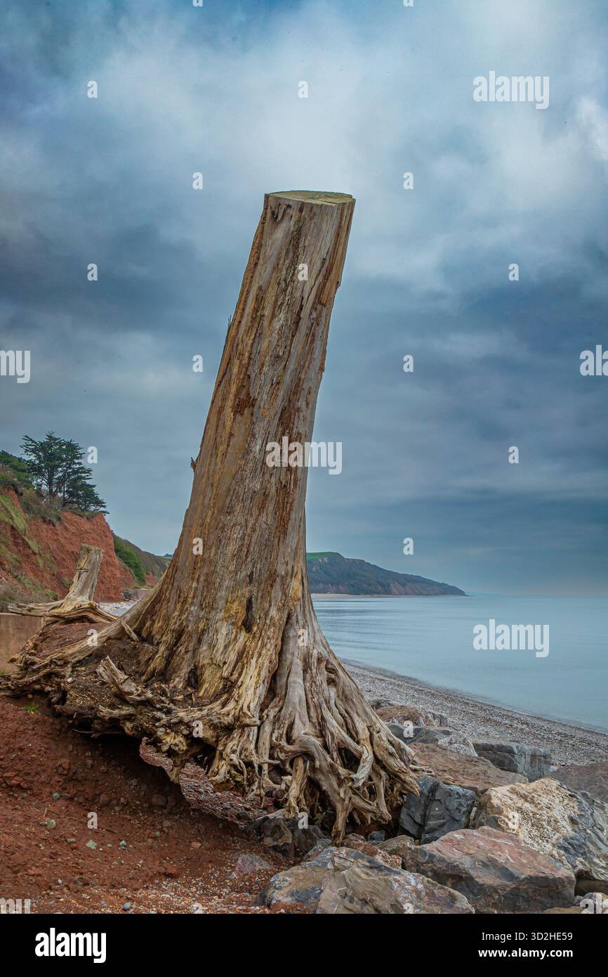 Dead tree on the Jurassic Coast near town of Seaton, Devon Stock Photo