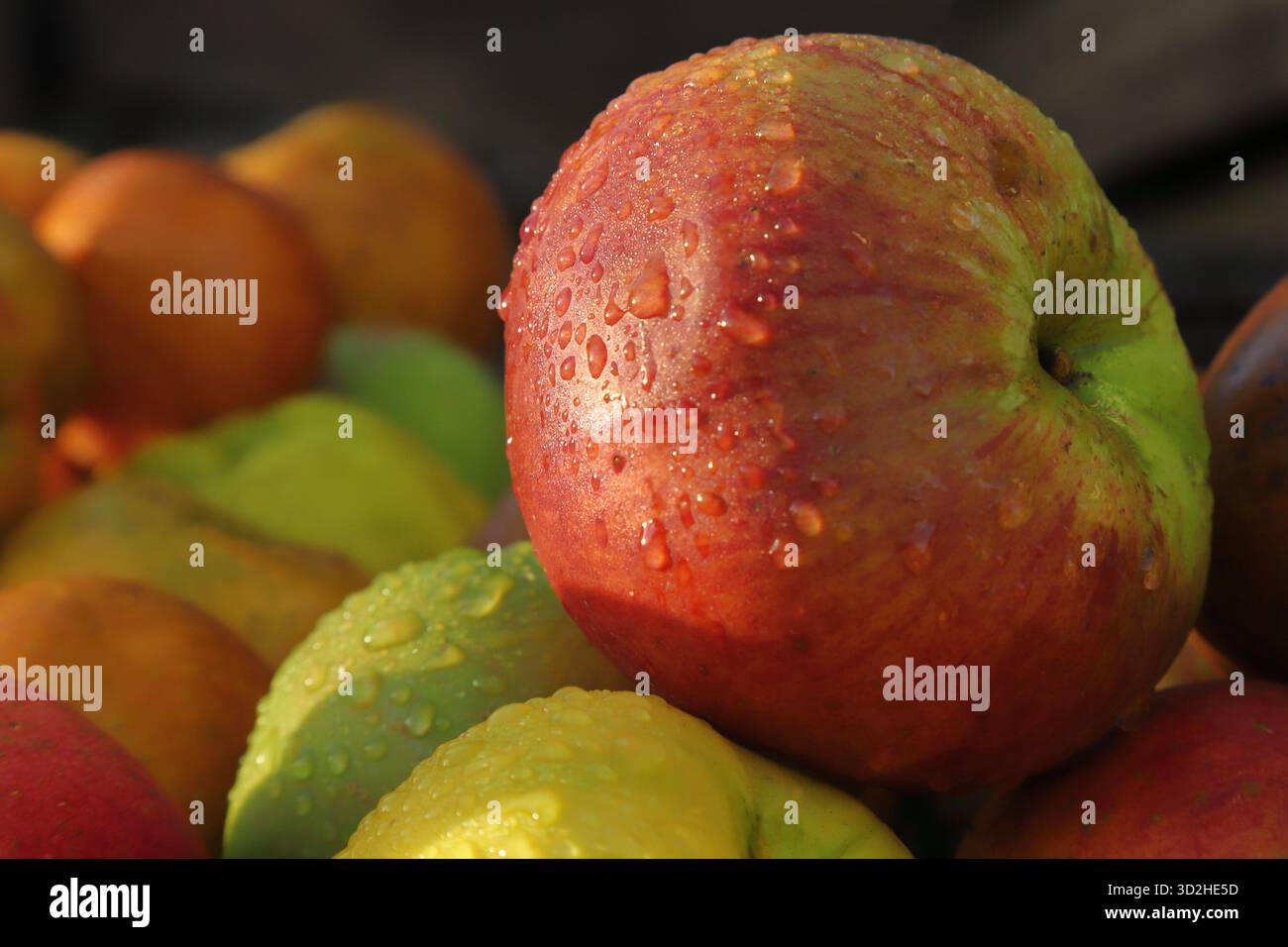 Windfall apples after the rain Stock Photo