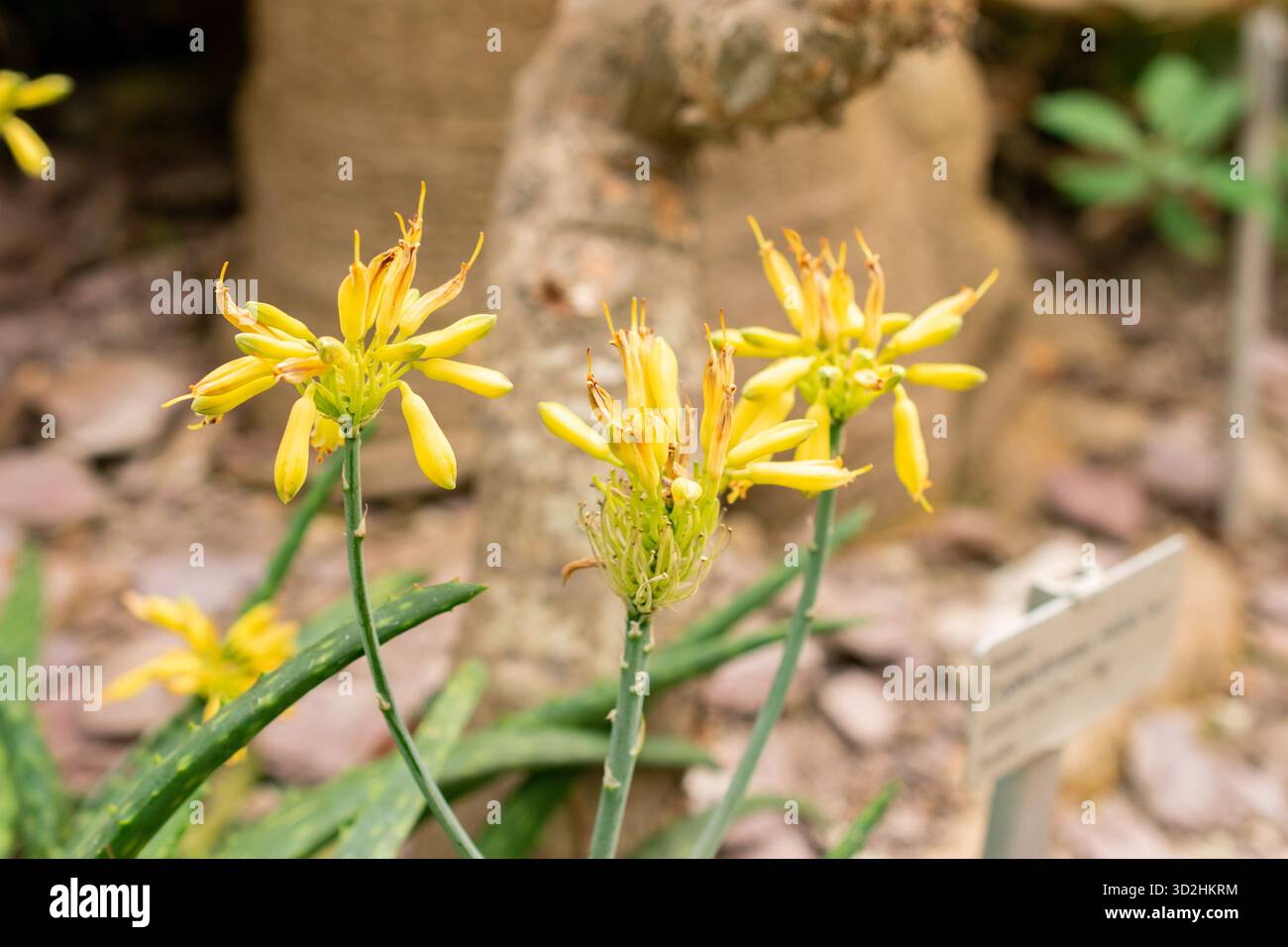 Aloe sinkatana hi-res stock photography and images - Alamy