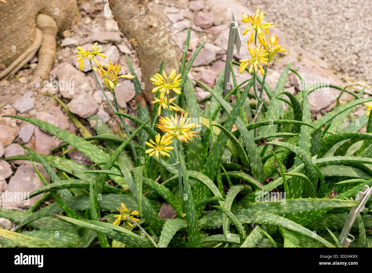 Aloe sinkatana hi-res stock photography and images - Alamy