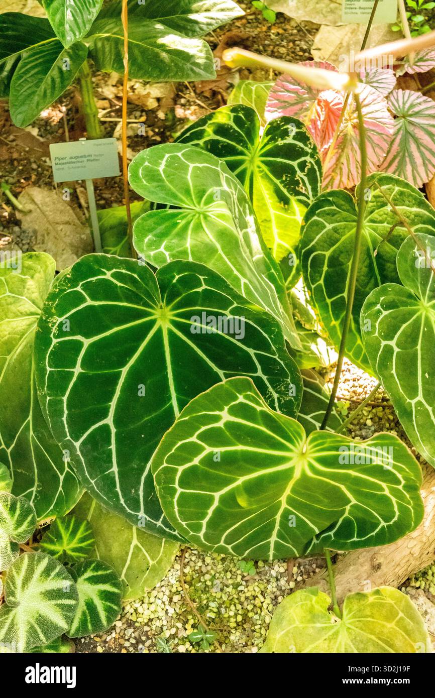 Anthurium crystallinum hi-res stock photography and images - Alamy
