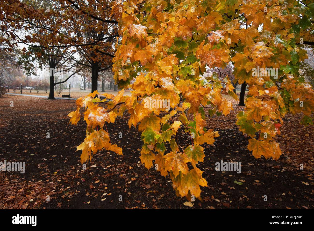 Early fall snowfall hi-res stock photography and images - Alamy