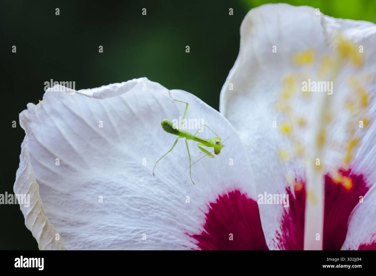 Tiny praying mantis nymph perched on vibrant white hibiscus petal ...