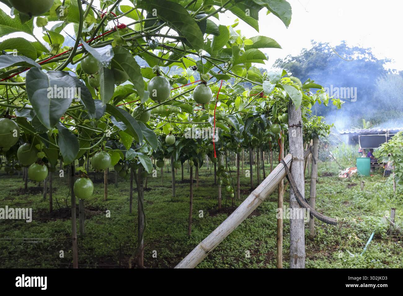 Lush passion fruit vines grow abundantly tropical farm, showcasing ...