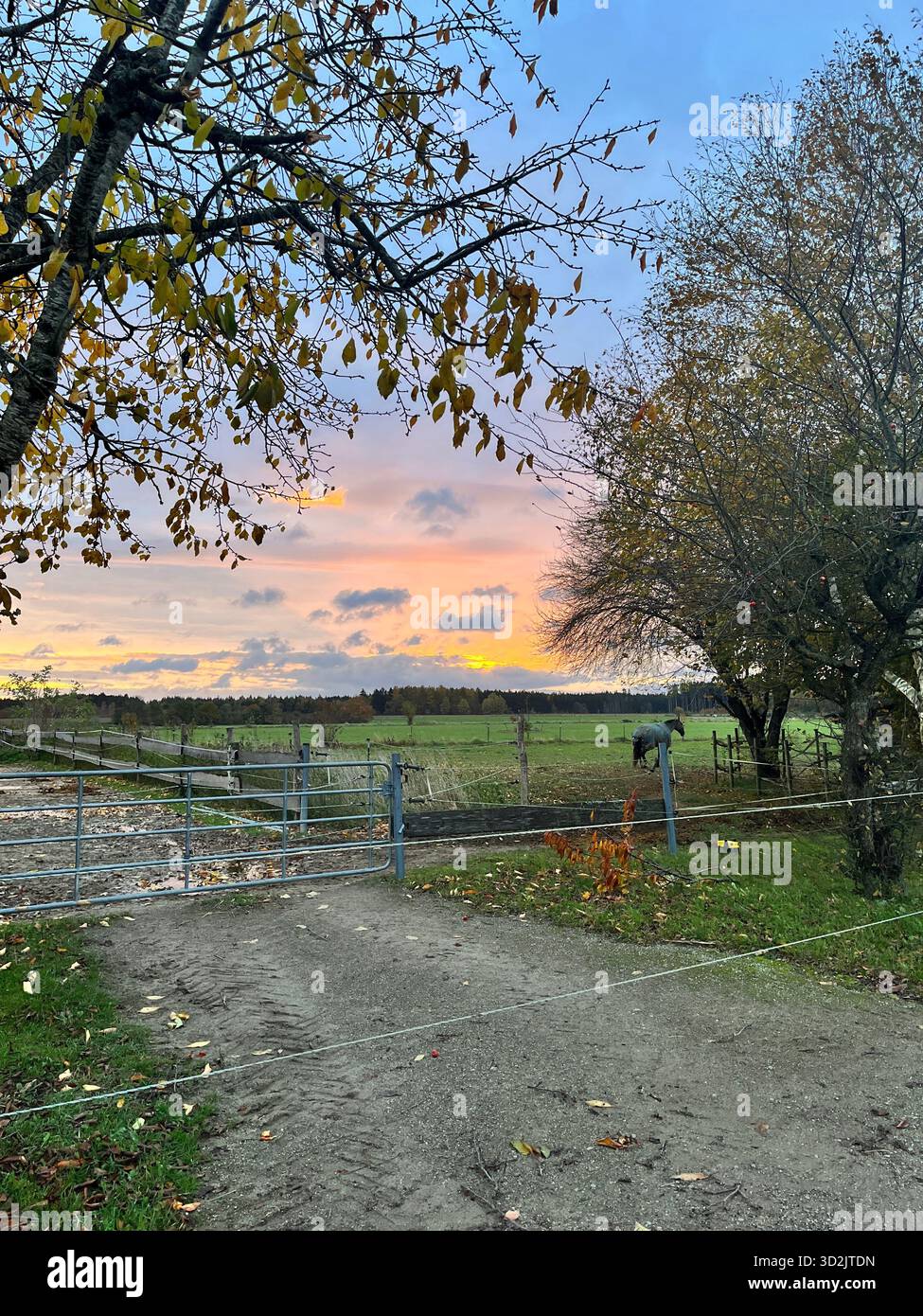 Horse paddock in the morning - Smartphone Captured Stock Image