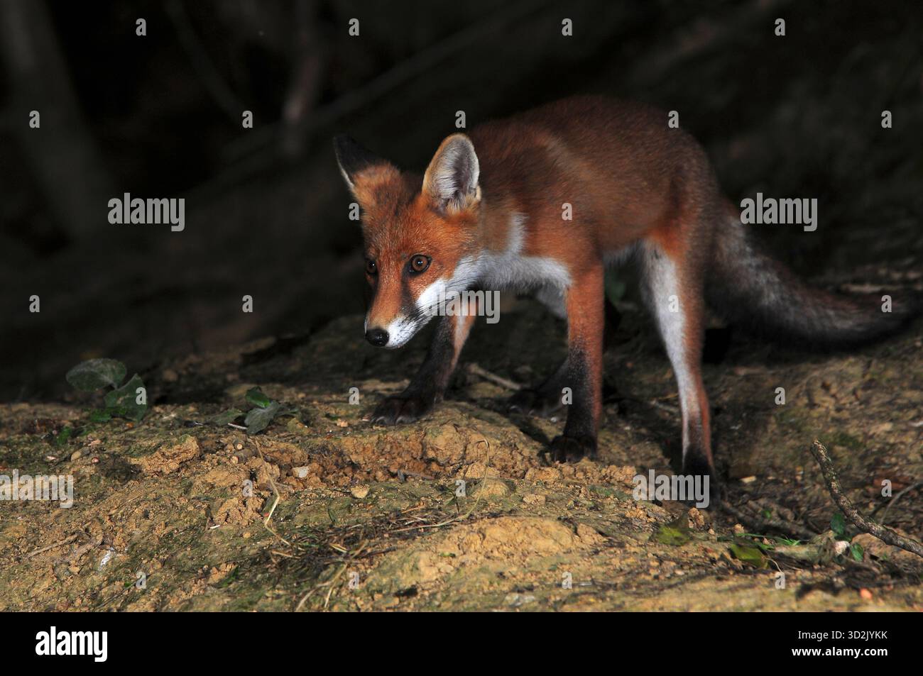 Fox hi-res stock photography and images - Alamy